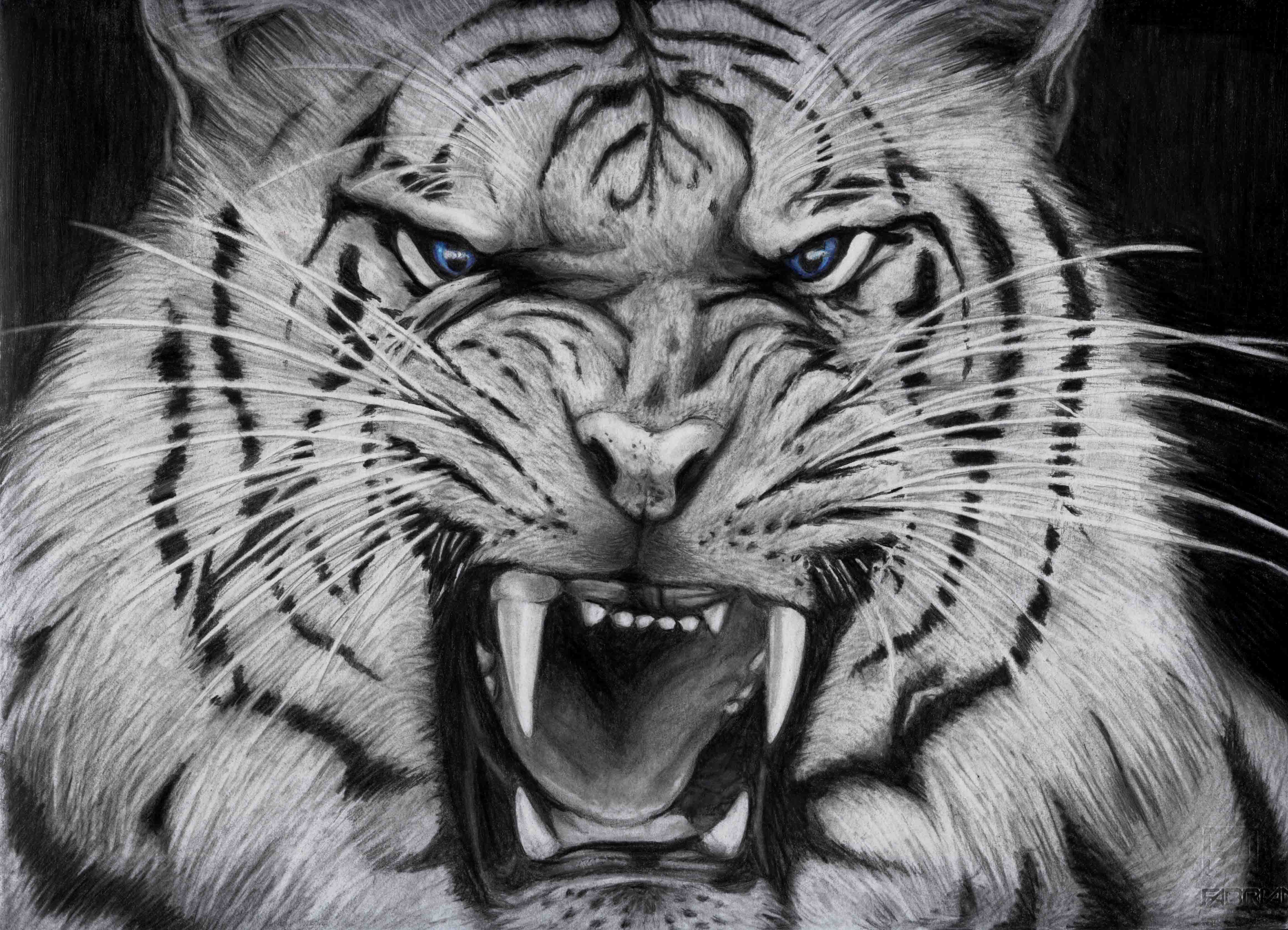 White Tiger Widescreen Wallpapers 6720 - Amazing Wallpaperz