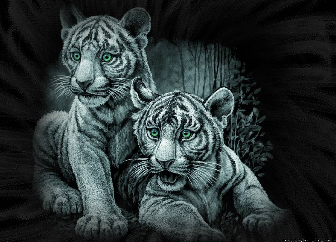 White Tiger Animal Fierce - Your HD Wallpaper #ID72150