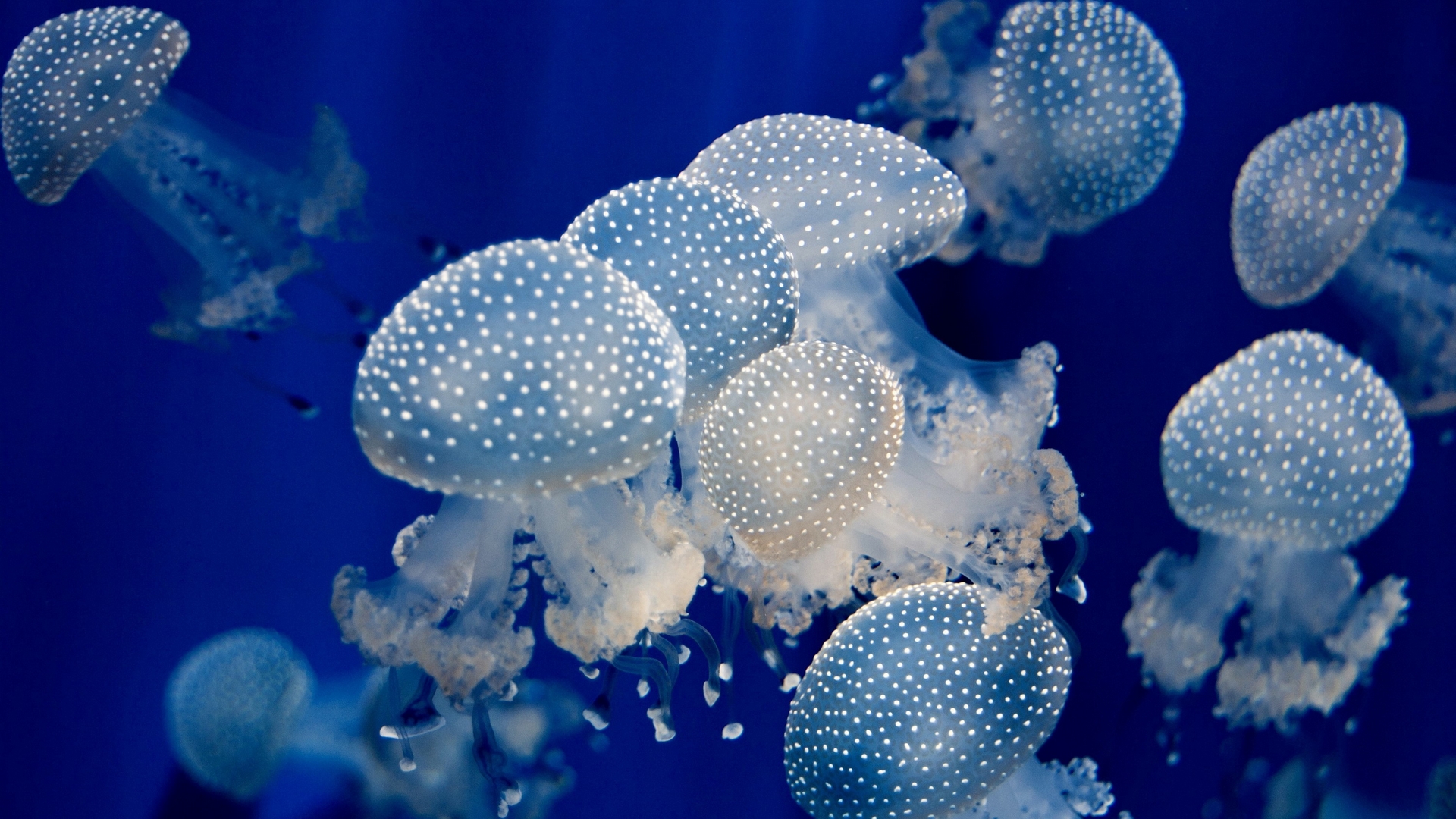 133 Jellyfish HD Wallpapers Backgrounds - Wallpaper Abyss
