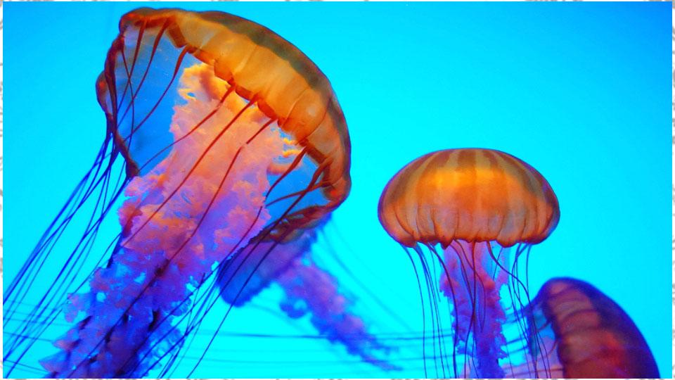 Jellyfish Wallpapers - Android Apps on Google Play
