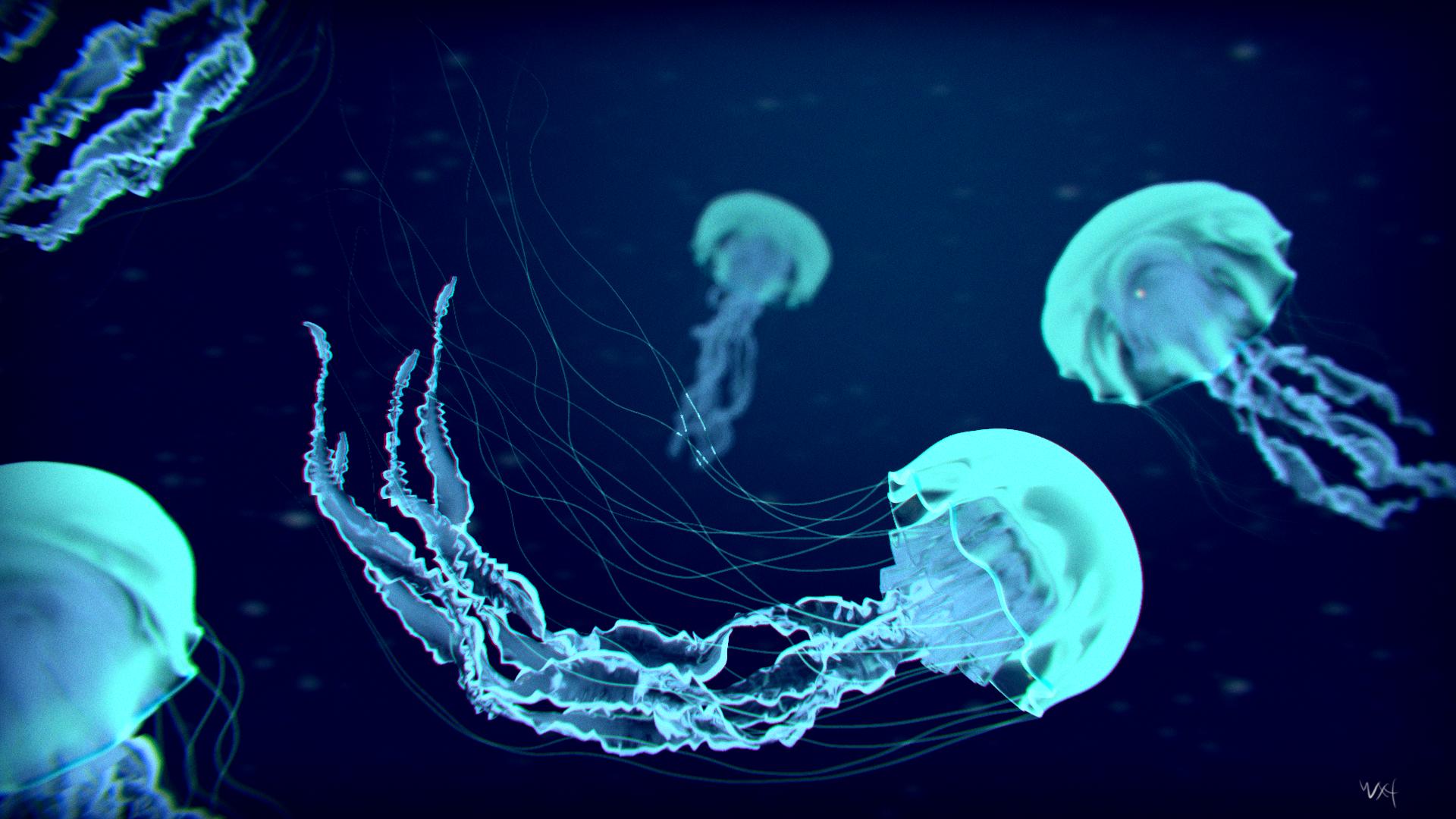 Jelly Fish Wallpapers - Wallpaper Cave