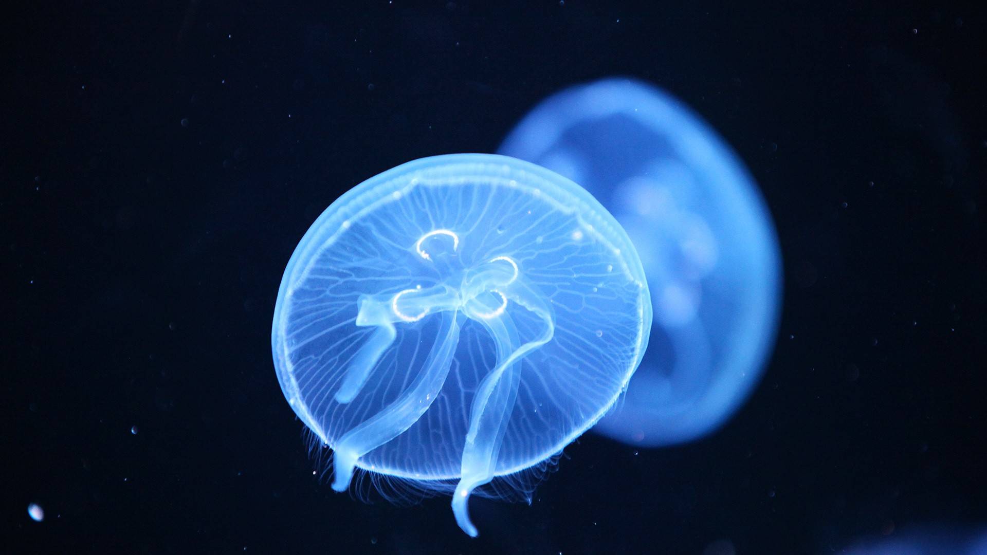 Jellyfish - wallpaper