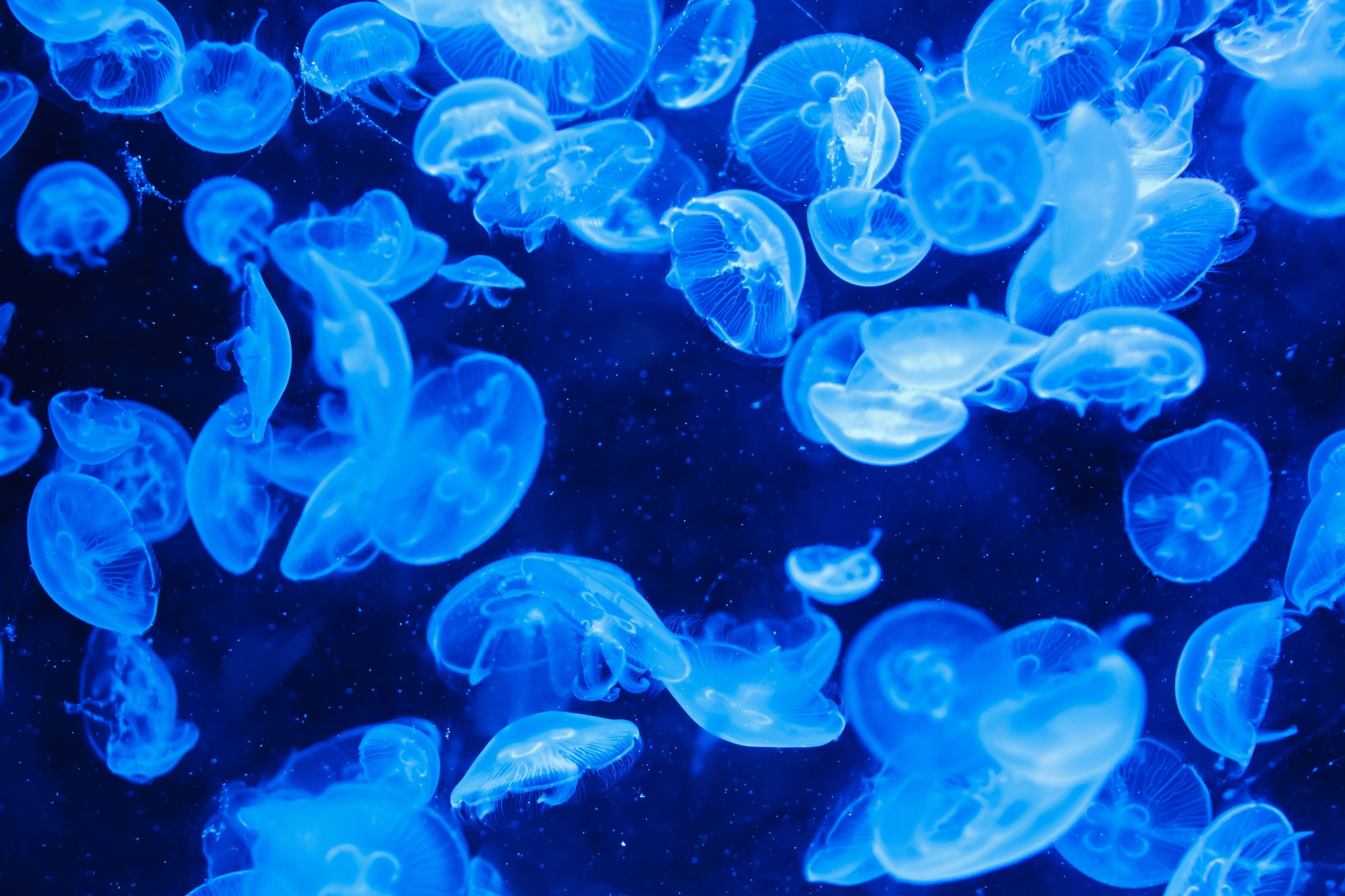 Jellyfish HD Wallpapers and Backgrounds