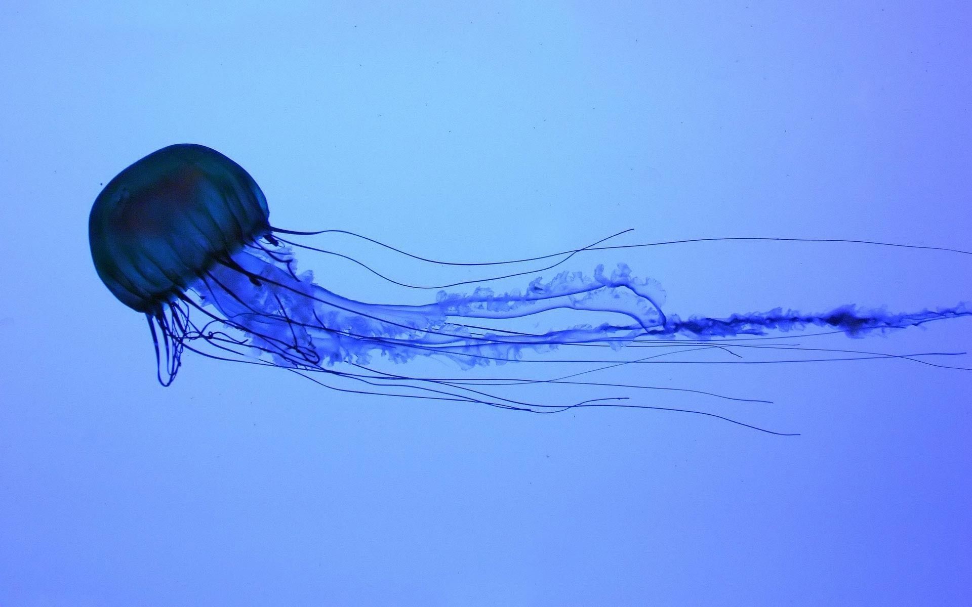 Pretty Jellyfish - wallpaper