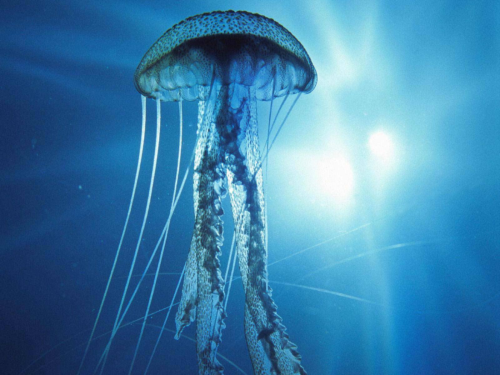 Free Jellyfish Wallpaper - Animals Town