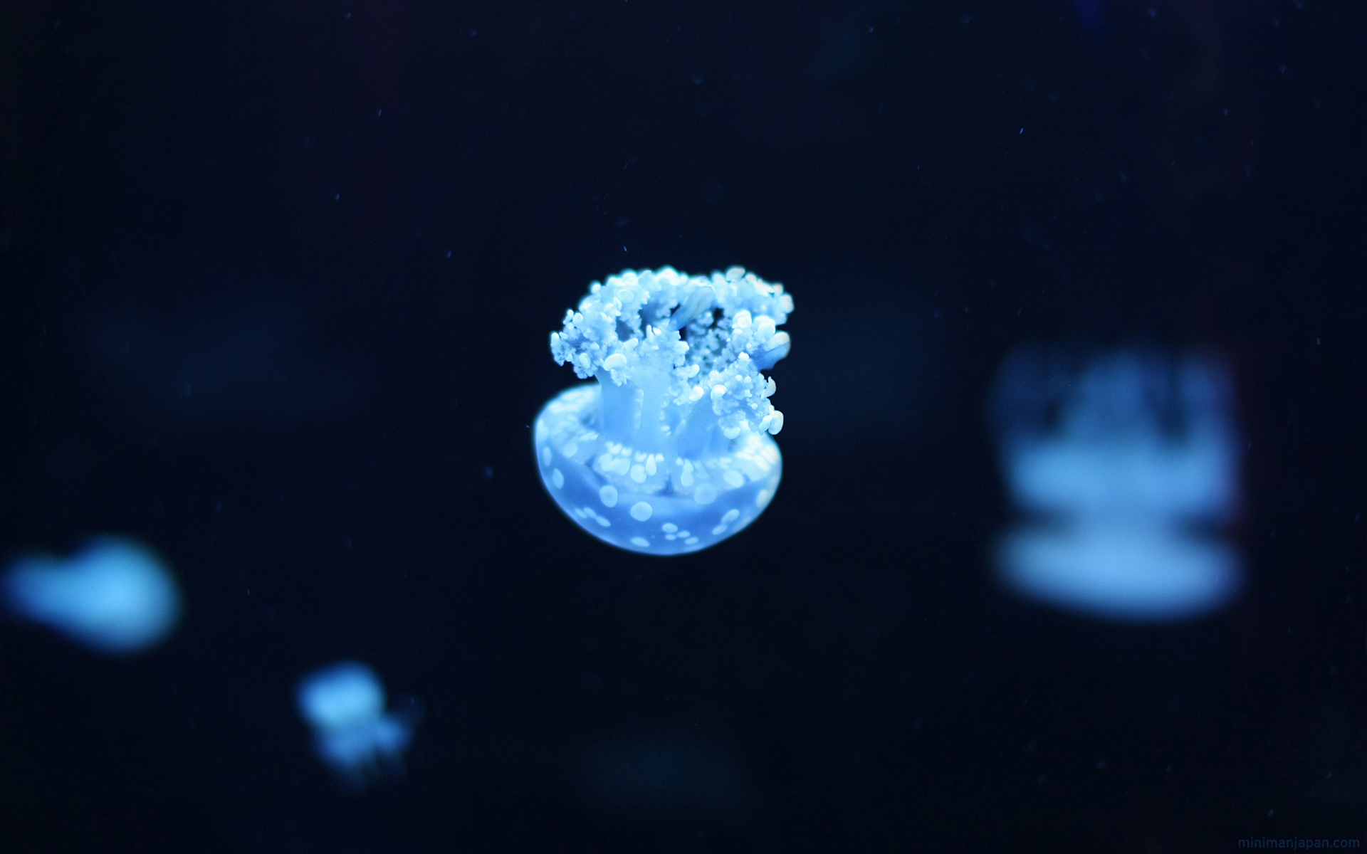 Download Free HQ Jellyfish Wallpapers - hqwallbase.pw