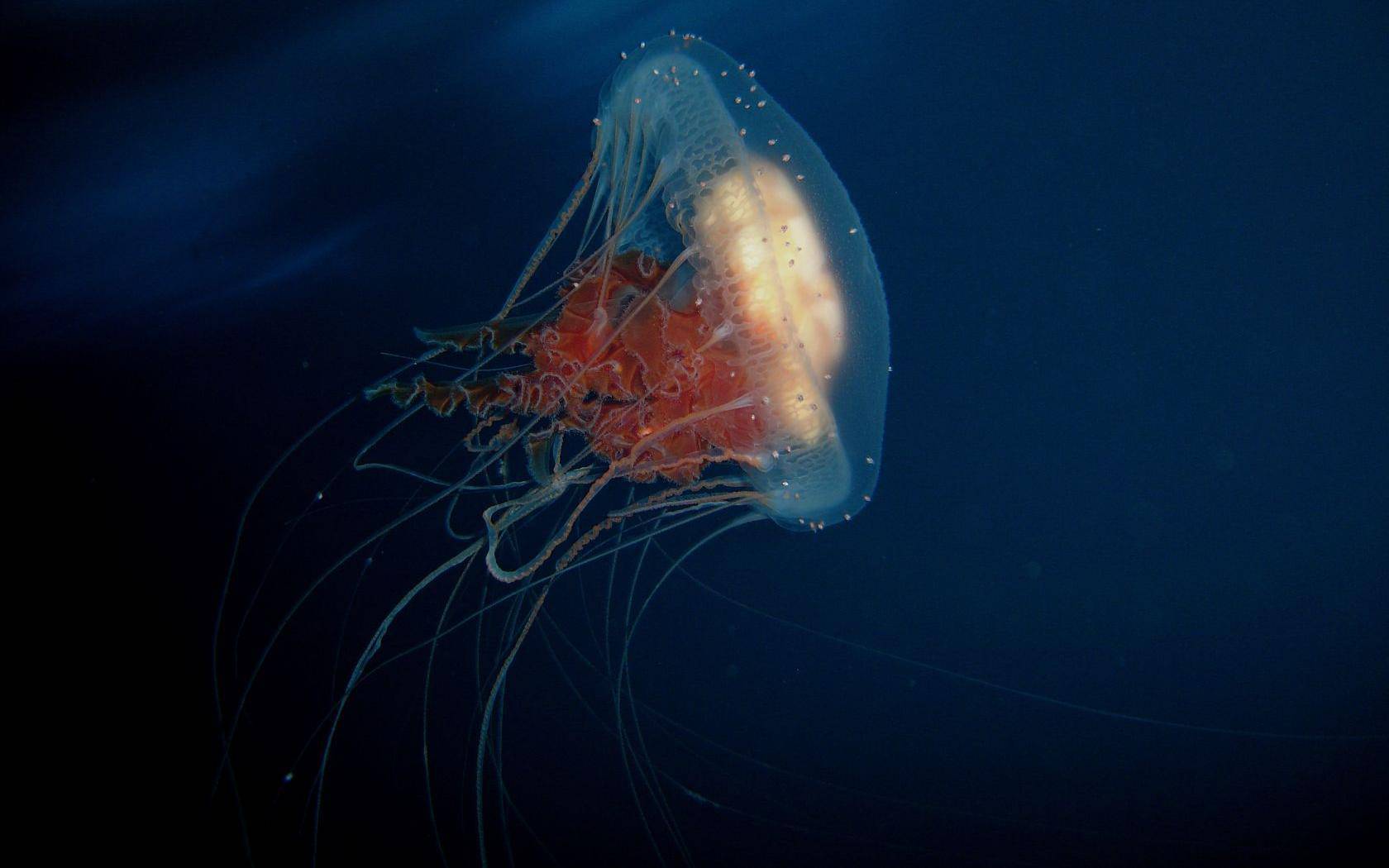 Jellyfish wallpaper [2] - (#11796) - High Quality and Resolution ...