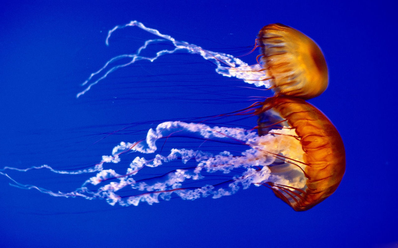 13 Quality Jellyfish Wallpapers, Animals