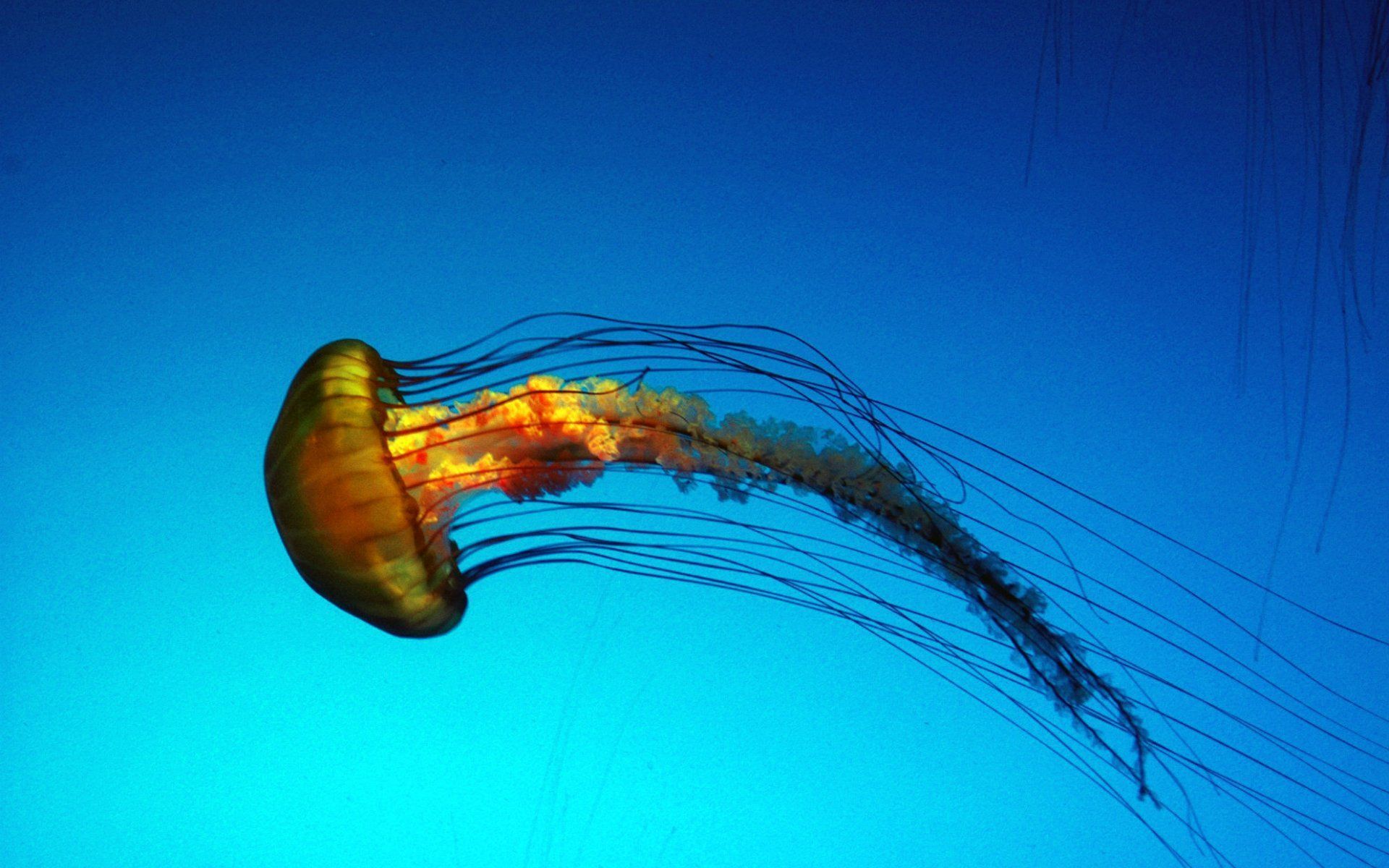 Underwater Ocean Jellyfish Wallpaper