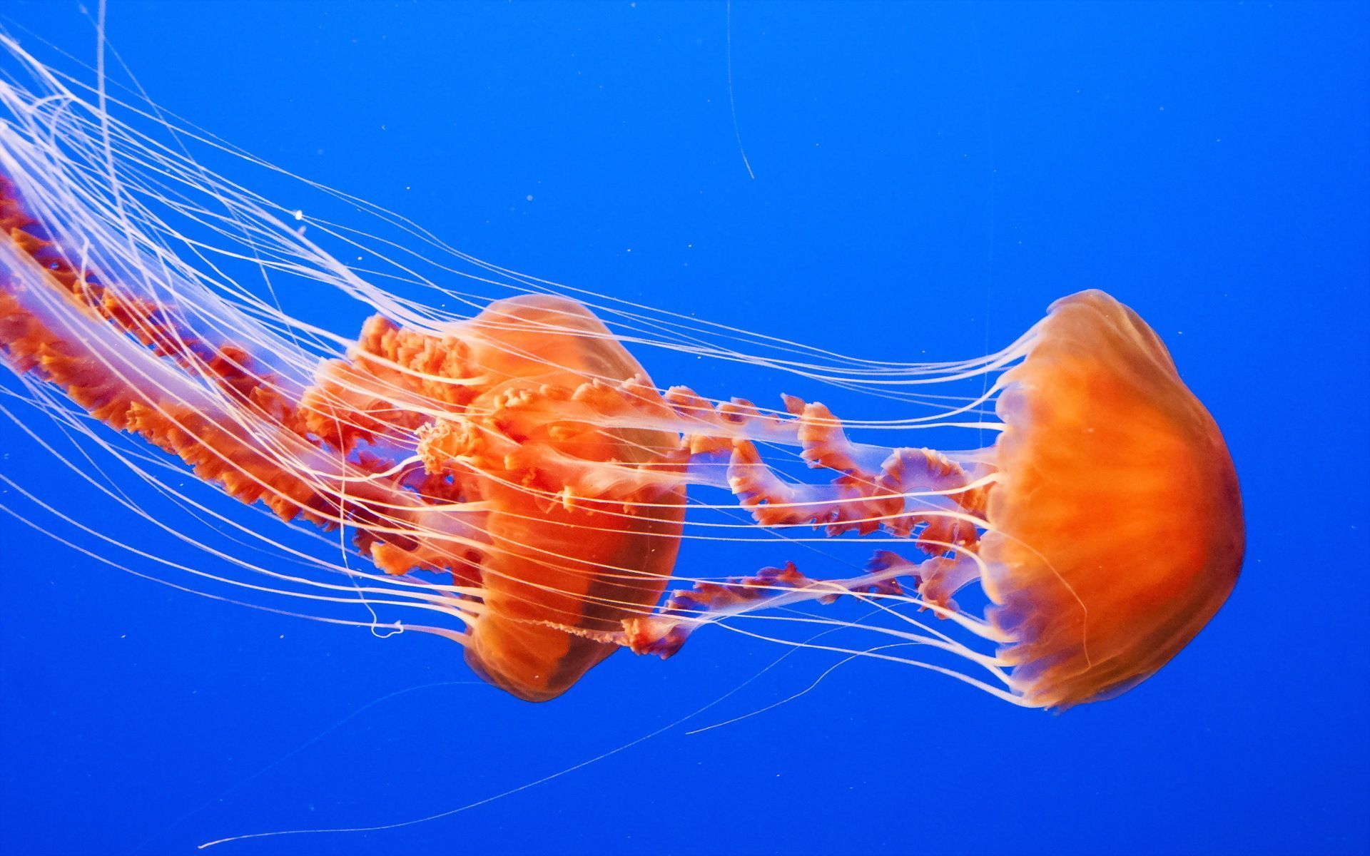 Beautiful Jellyfish Species - wallpaper.