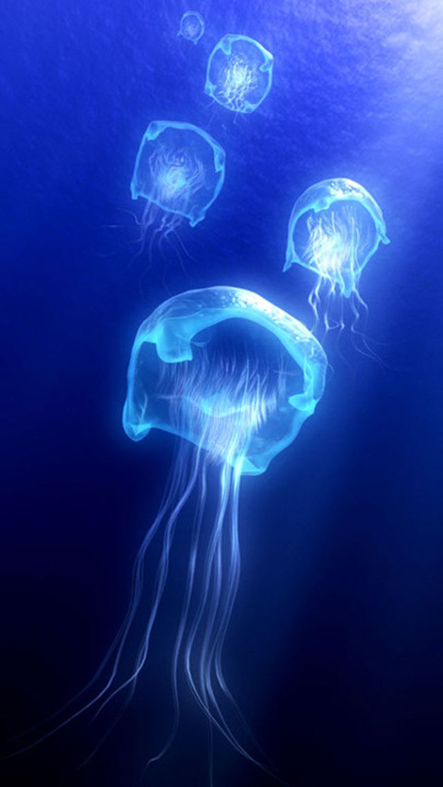 jellyfish iPhone 5s Wallpapers | iPhone Wallpapers, iPad ...