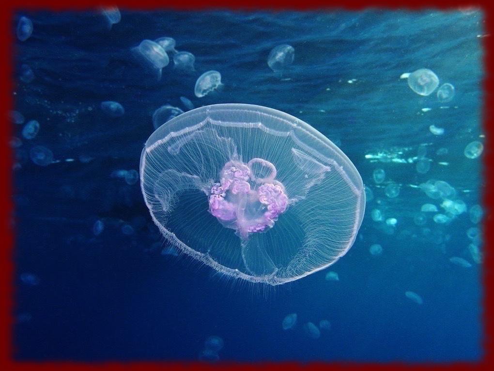 Jellyfish wallpapers - Android Apps on Google Play
