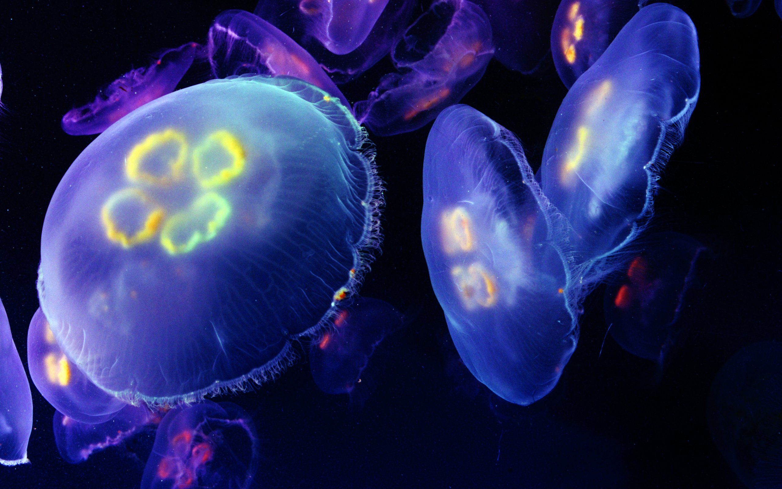 Jellyfish Wallpapers, Jellyfish Desktop Wallpapers