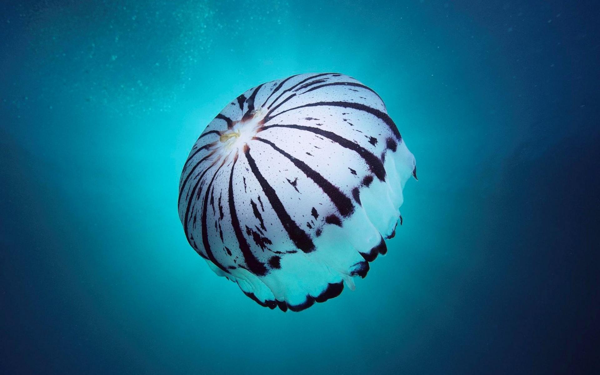 Jellyfish Underwater Ocean Sea #22837 Wallpaper | Wallpaper hd
