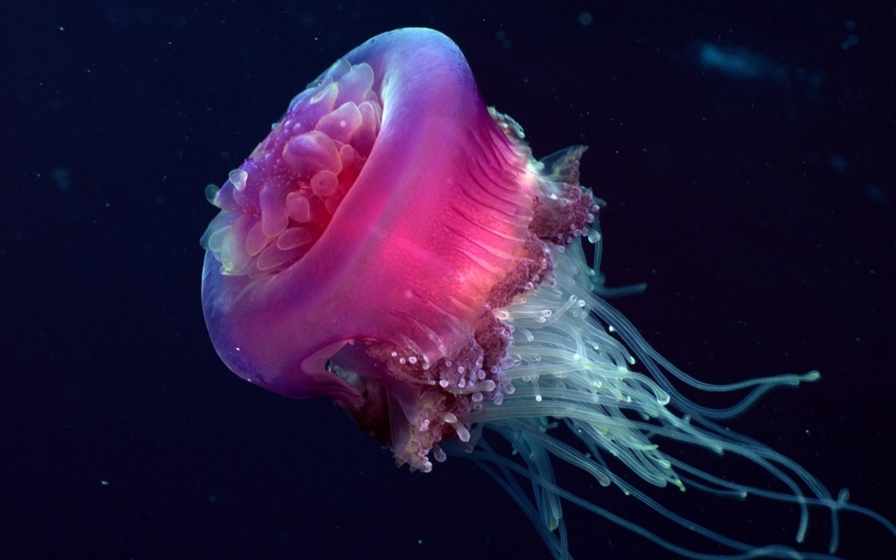 Jellyfish Wallpapers | Animal Literature