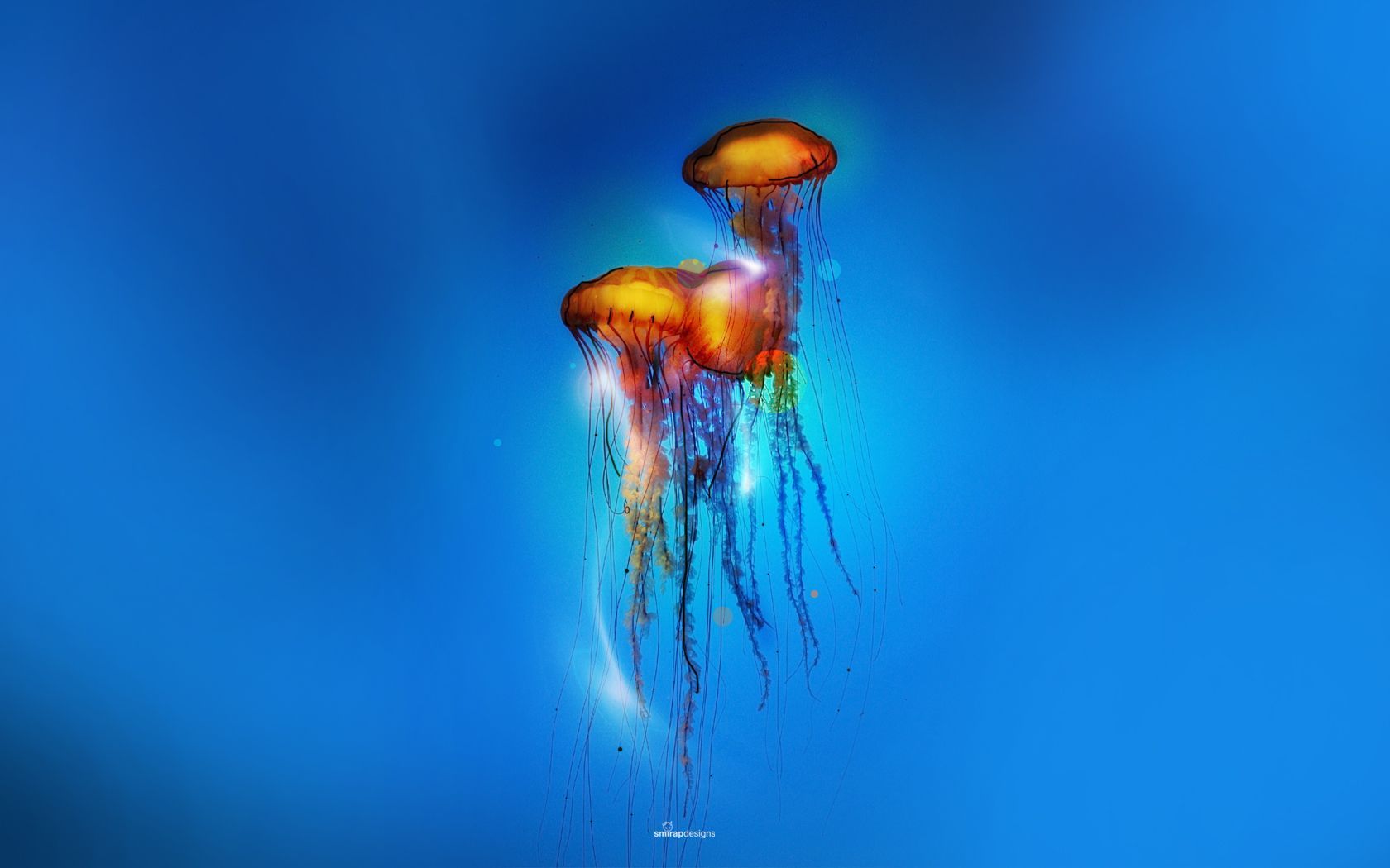 Cool Jellyfish Wallpaper | Amazing Wallpapers