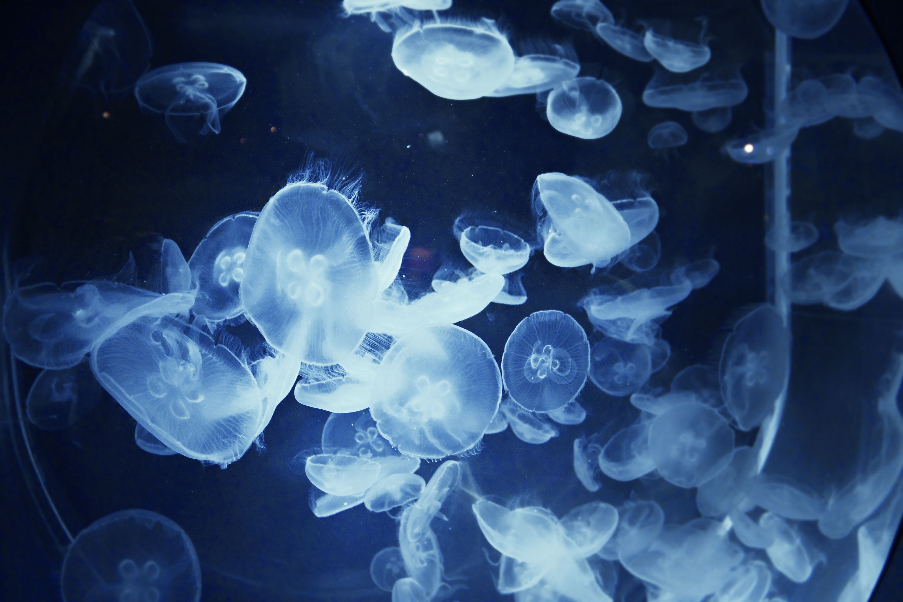 Jellyfish underwater ocean sea bokeh jelly (5) wallpaper ...