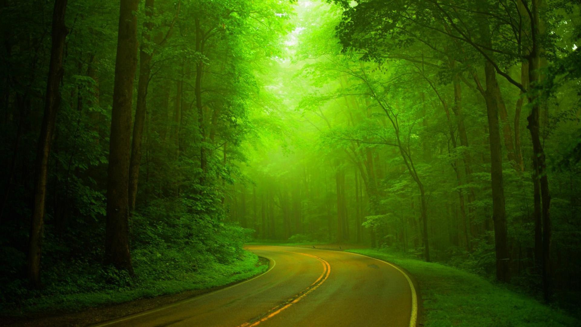 Natural, green forests, woods, roads, hazy, green landscape HD
