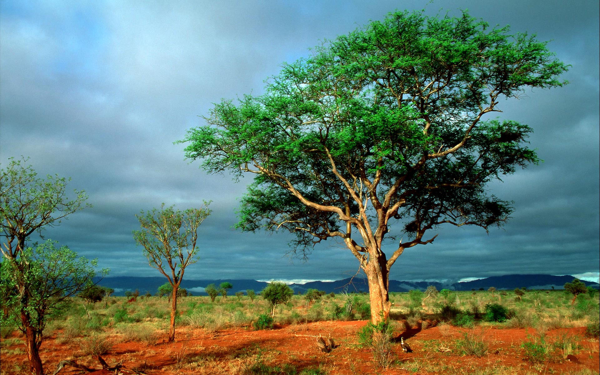 africa Fields Landscape trees HD Wallpaper
