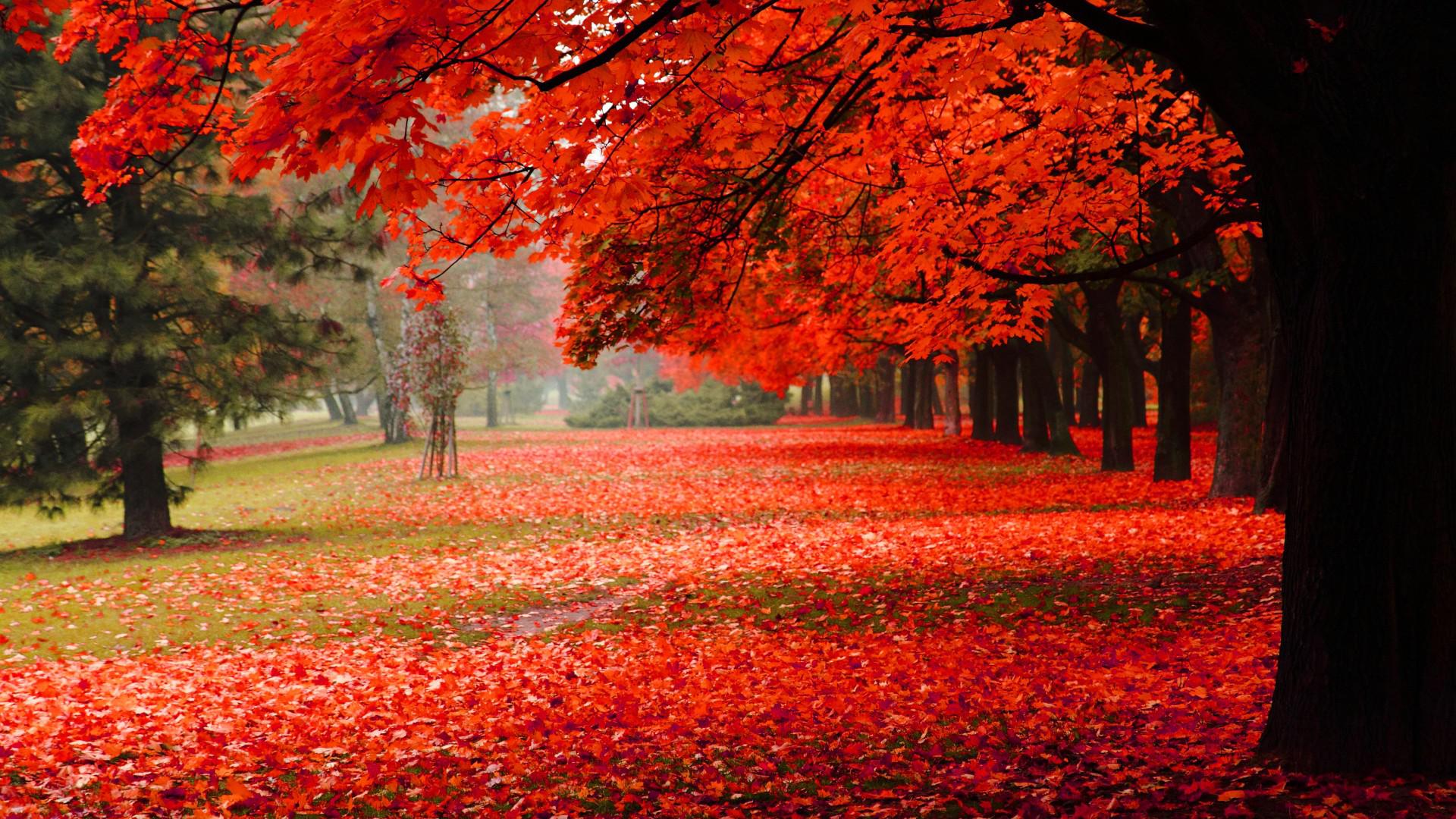 Autumn Nature Wallpapers HD Pictures | One HD Wallpaper Pictures ...
