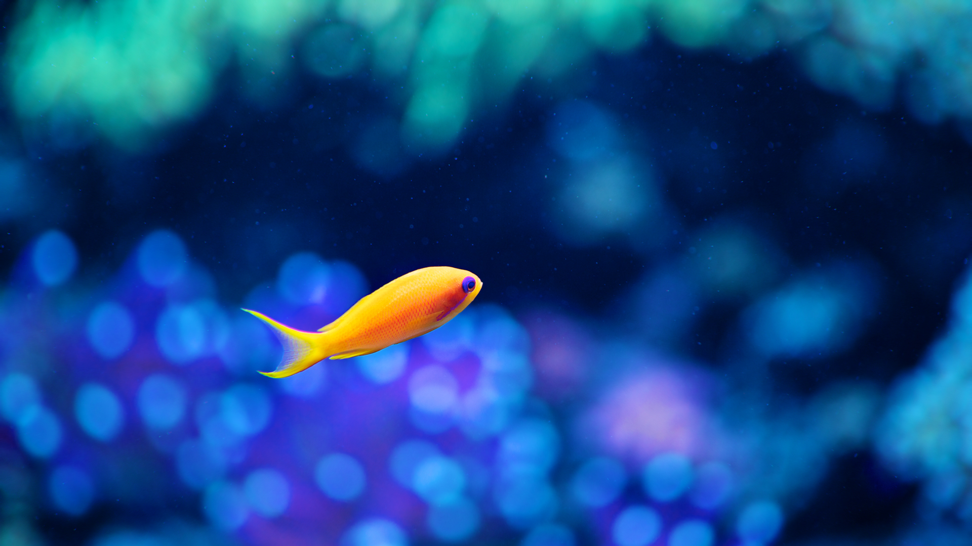 HD Fish Wallpapers and Photos | HD Animals Wallpapers
