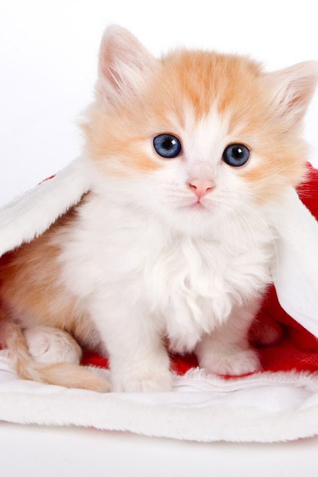 640x960 Cute cat in Santa hat Iphone 4 wallpaper