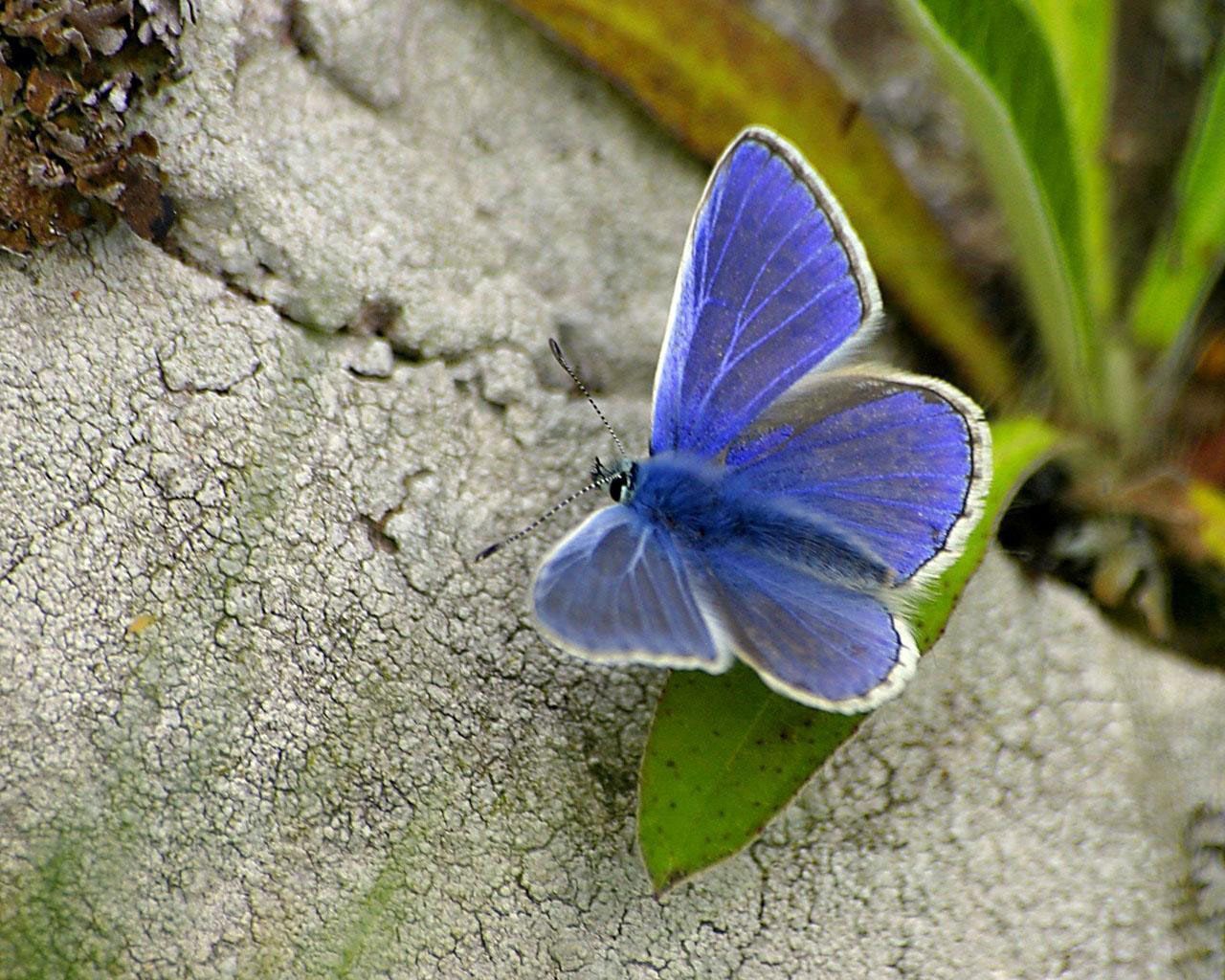 Desktop Wallpaper · Gallery · Animals · Blue butterfly - digital ...