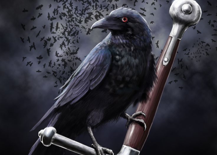 RAVENS CROWS on Pinterest | Ravens, Crows and Crows Ravens