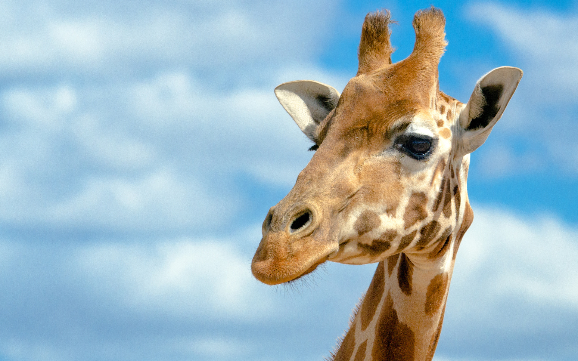 Giraffe Wallpaper Desktop Background – Wallpaper