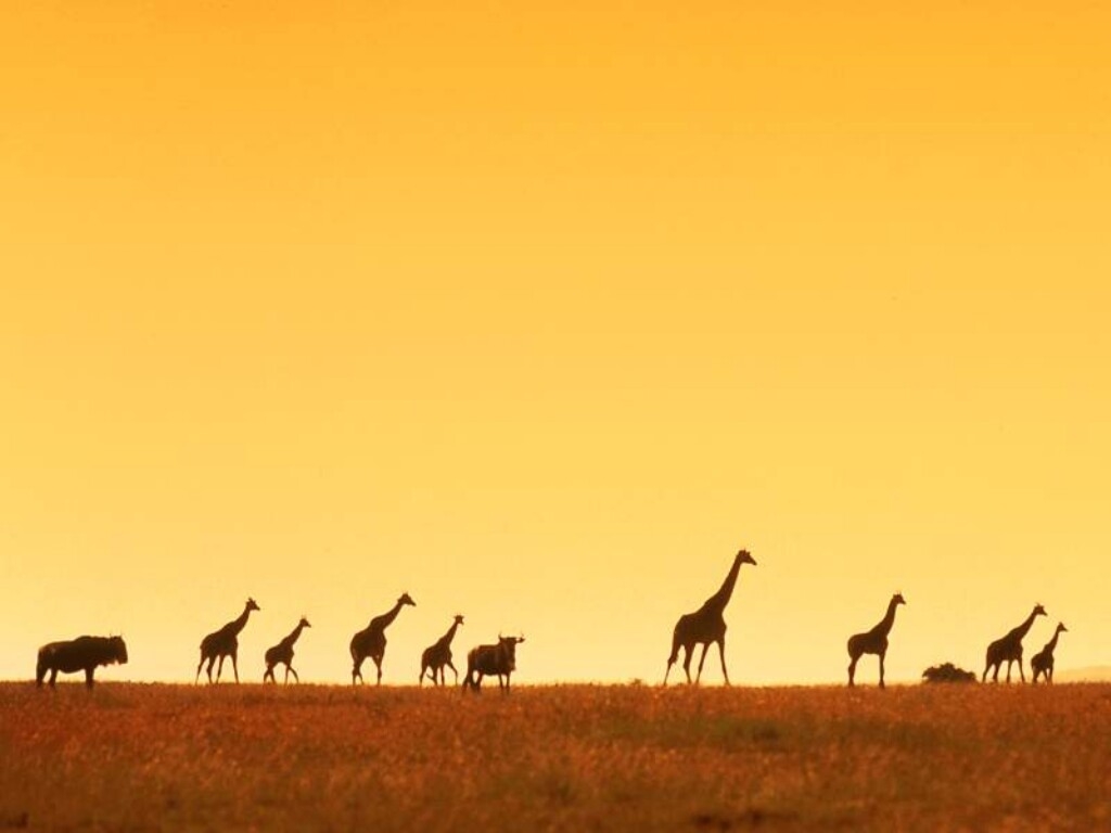 Giraffe Backgrounds