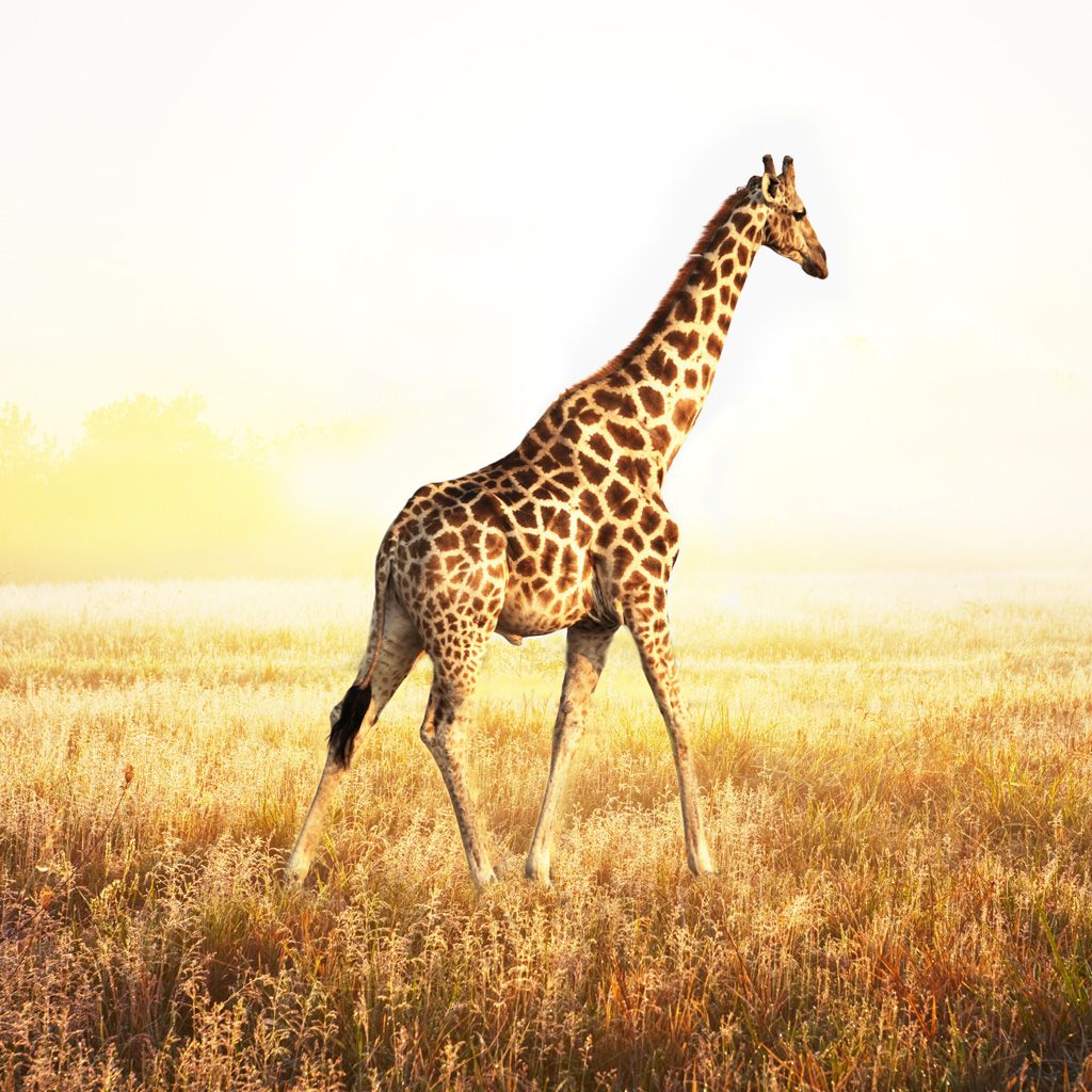 Download Giraffe Wallpaper Desktop Background #c7997