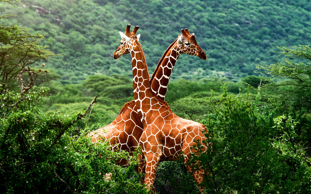 Desktop Wallpaper of the giraffe on the African plain 12 Animal