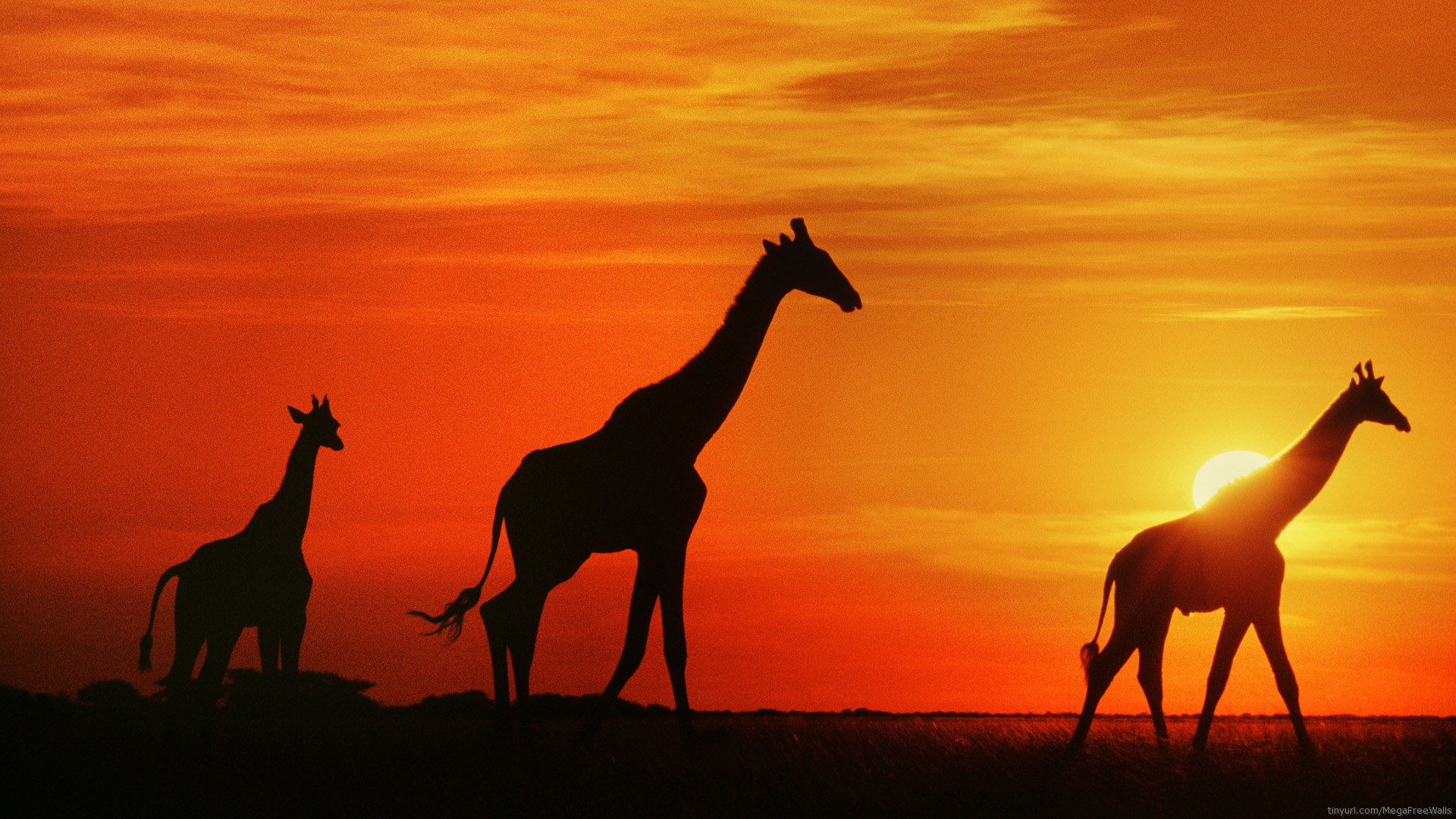HD Giraffe Siluet in Sunset 1080p Wallpaper Full Size