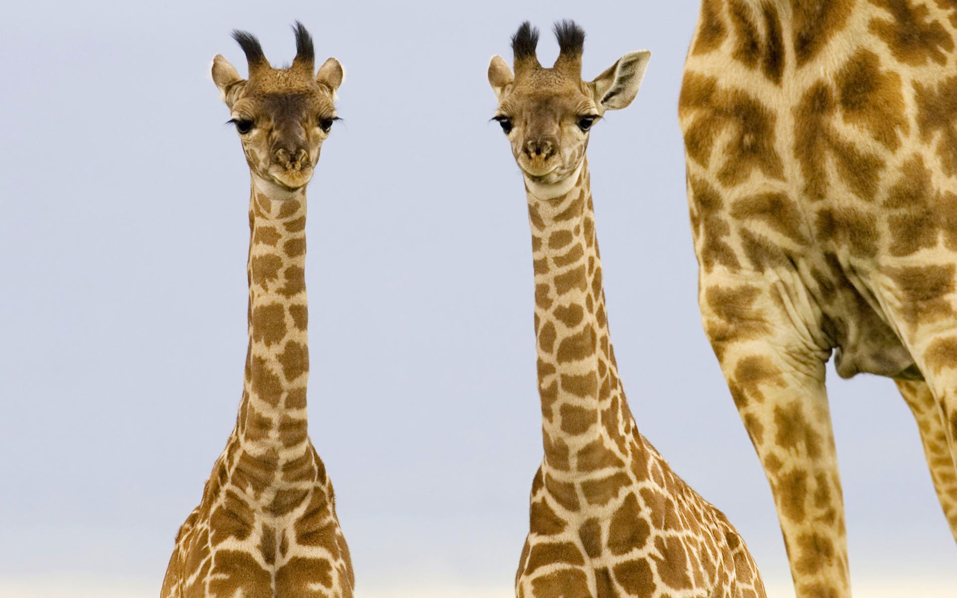 Desktop Wallpaper Gallery Animals Giraffe babies Free