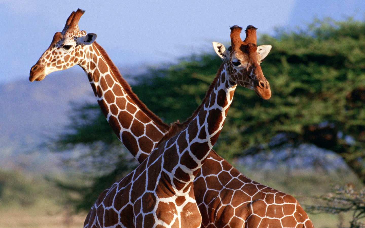 Zebra and giraffe 1440*900 widescreen Desktop Wallpapers and stock ...