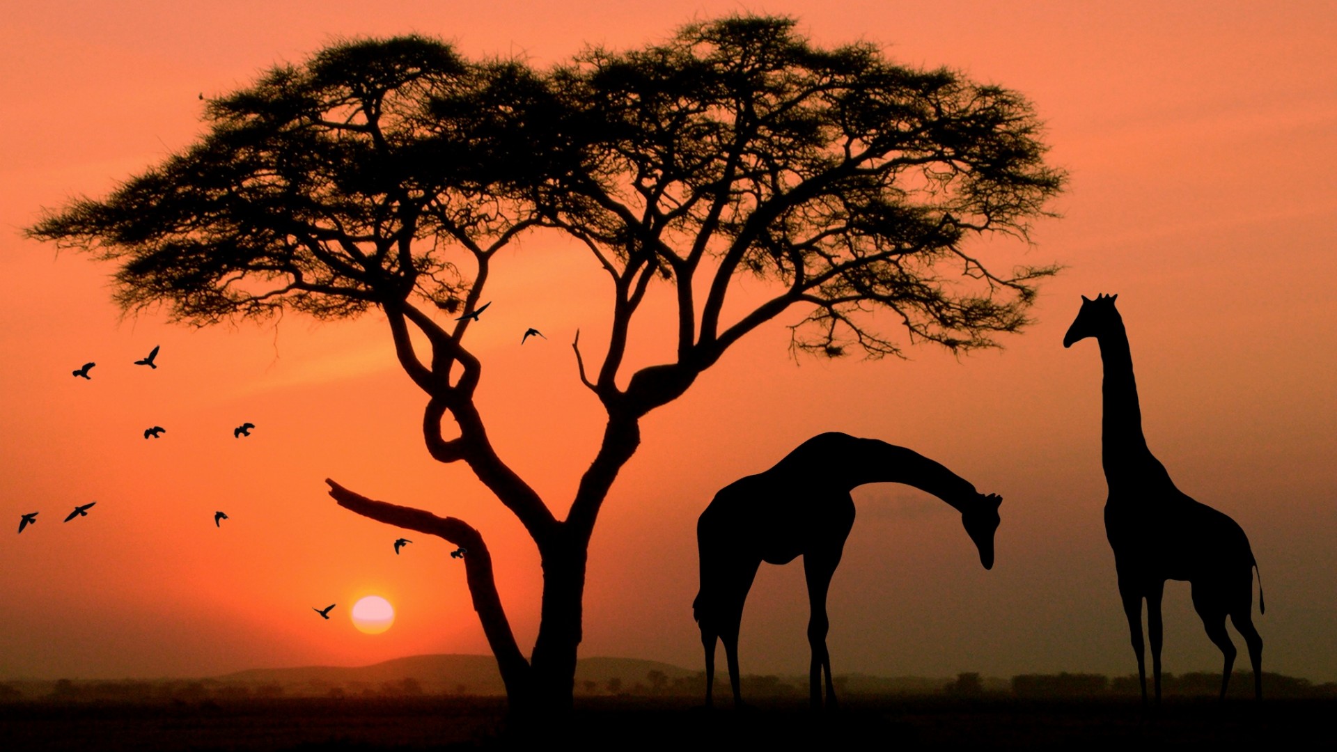 Giraffe in Africa 1920x1080 (1080p) - Wallpaper - HD Wallpapers