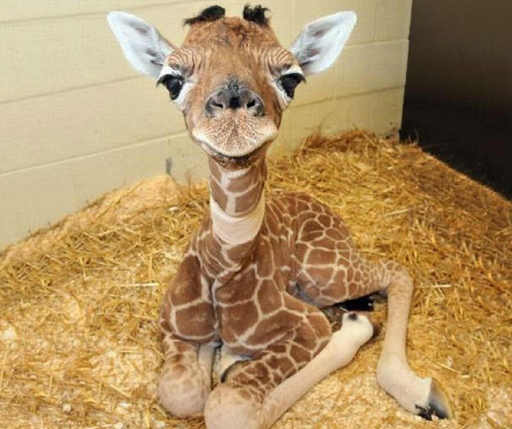 Giraffes: Baby Giraffe Animal Cute Desktop Wallpapers for HD 16:9 ...