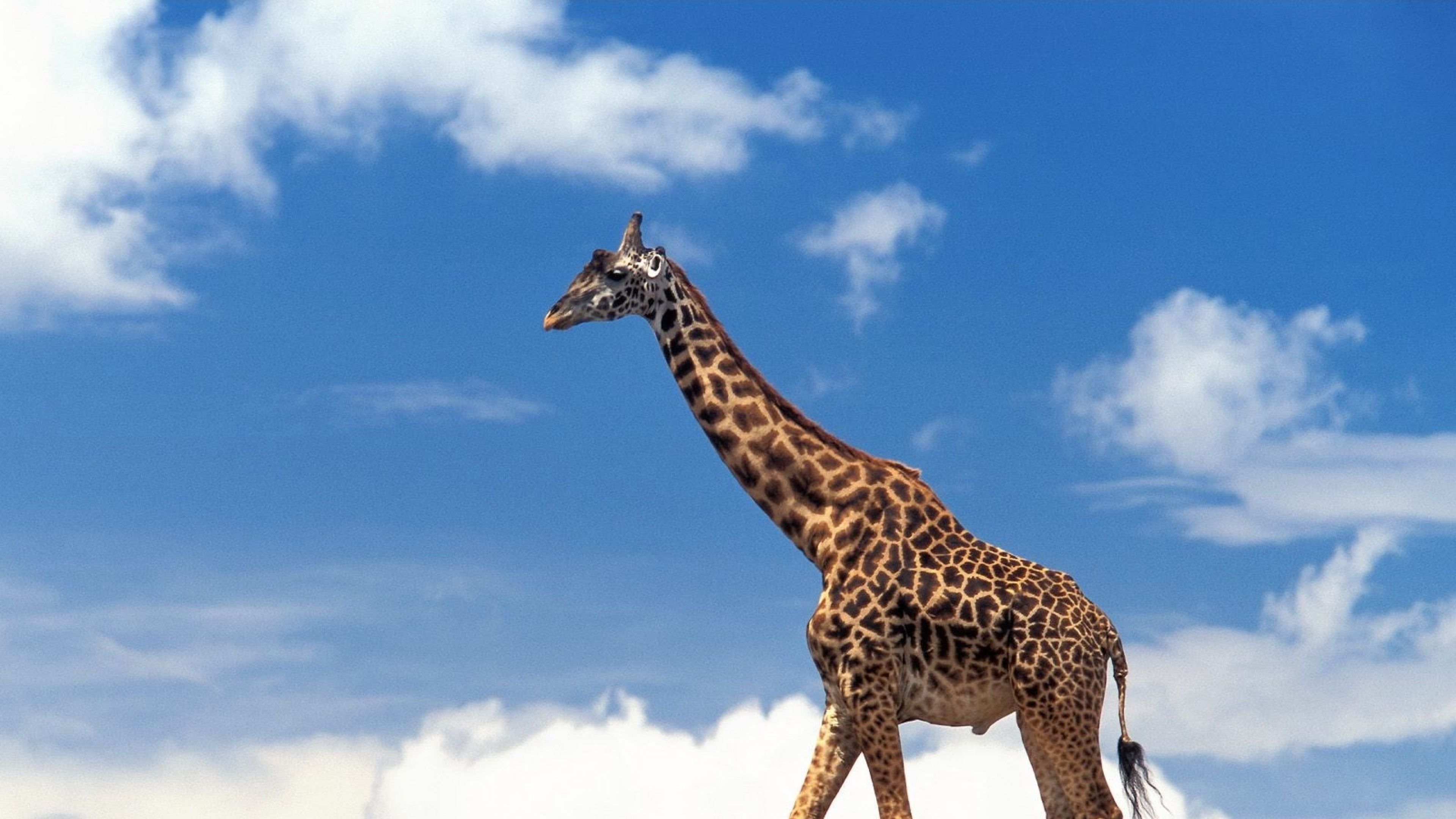 Download Wallpaper 3840x2160 Giraffe, Grass, Sky, Clouds, Walk 4K ...