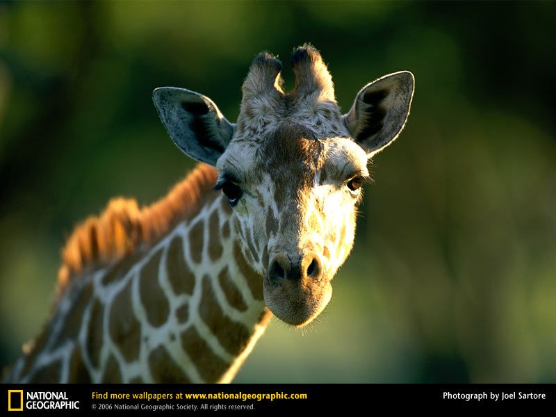 Giraffe Picture, Giraffe Desktop Wallpaper, Free Wallpapers ...