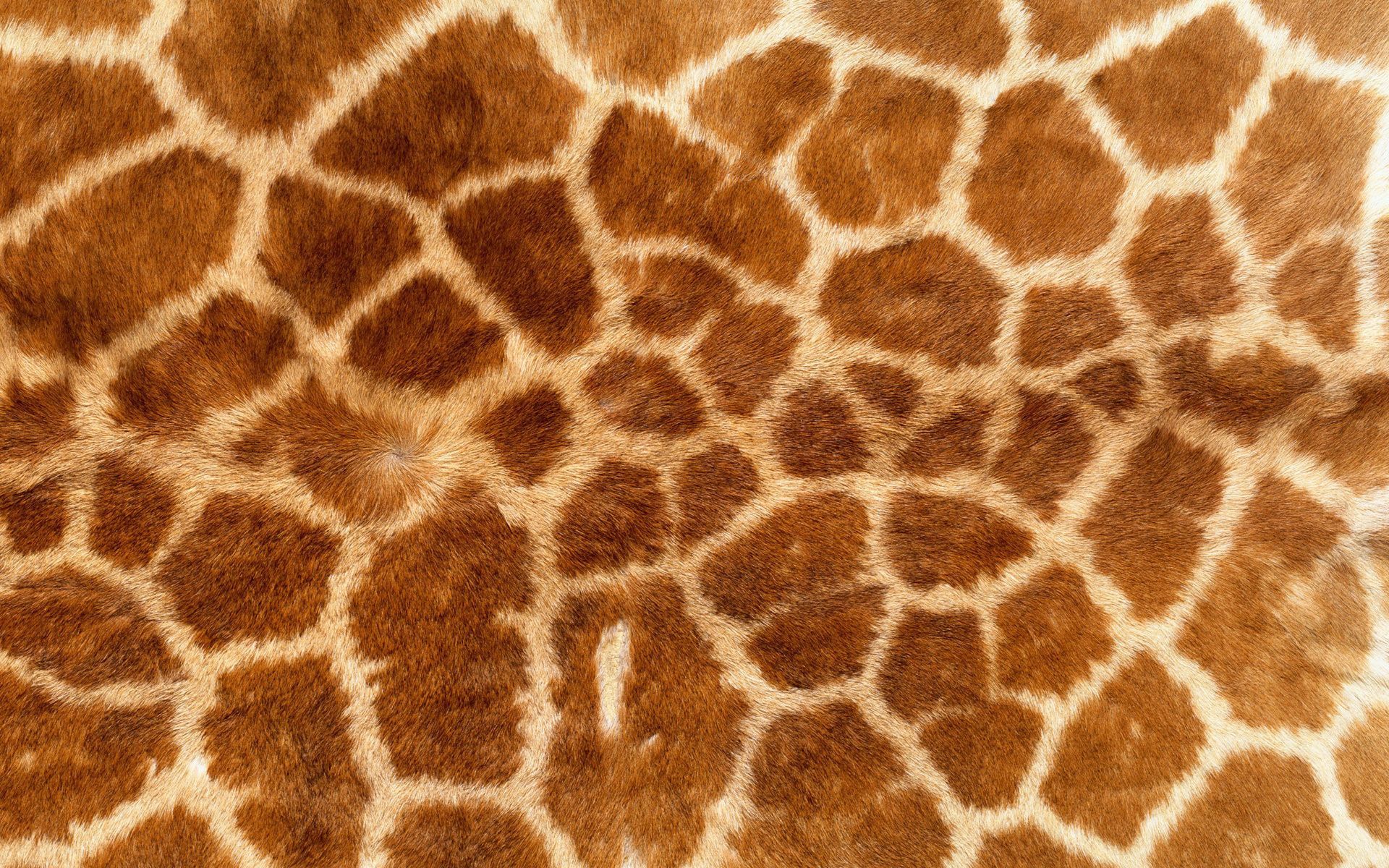 giraffe wallpapers, desktop wallpaper » GoodWP.com