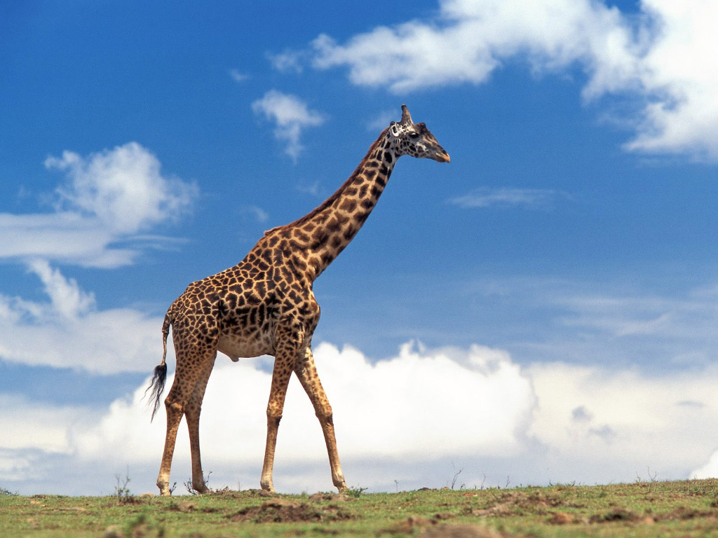 Giraffe Wallpaper < Animals < Life < Desktop Wallpaper