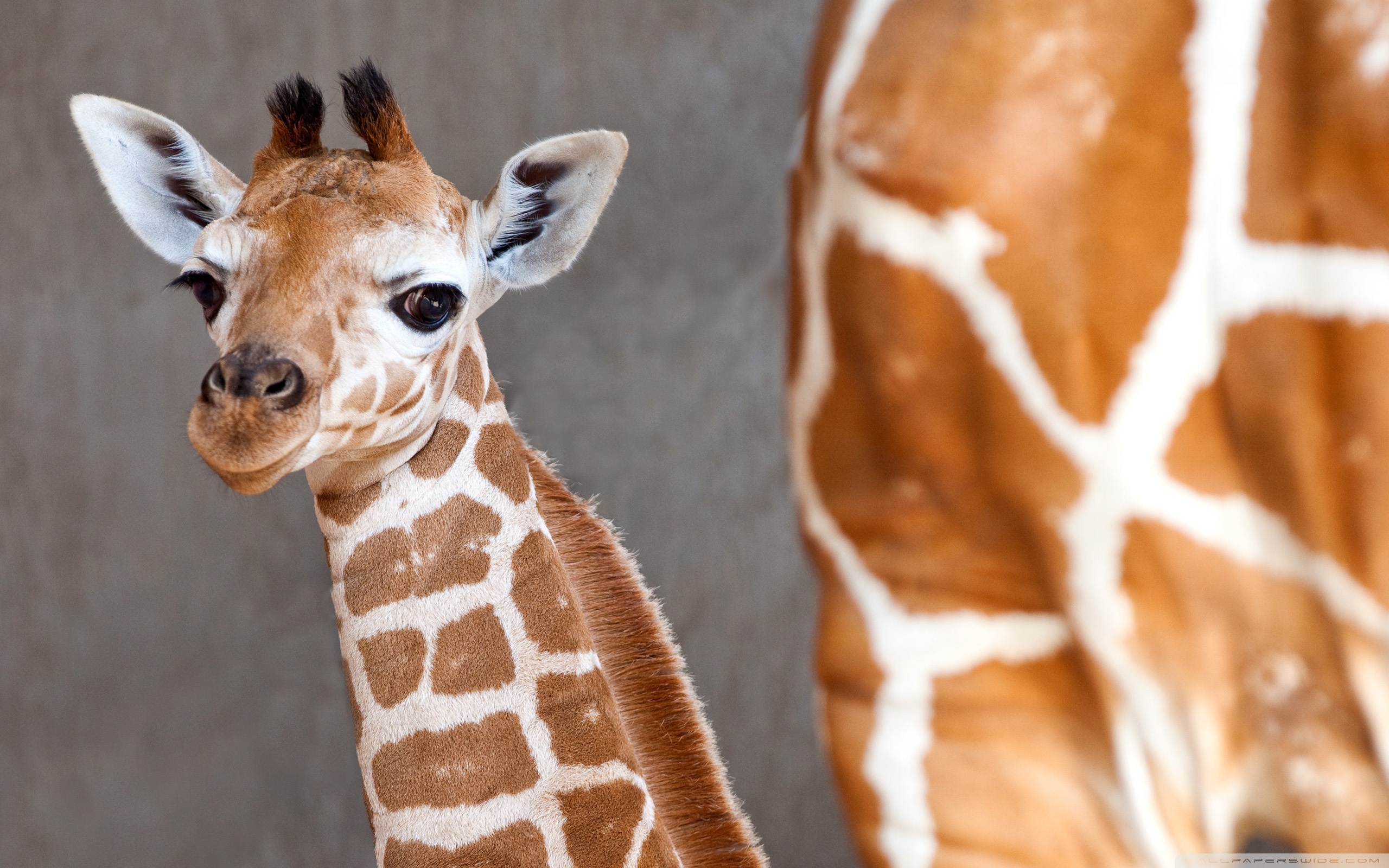 Baby Giraffe High Quality Resolution Wallpaper : Animal Wallpaper ...