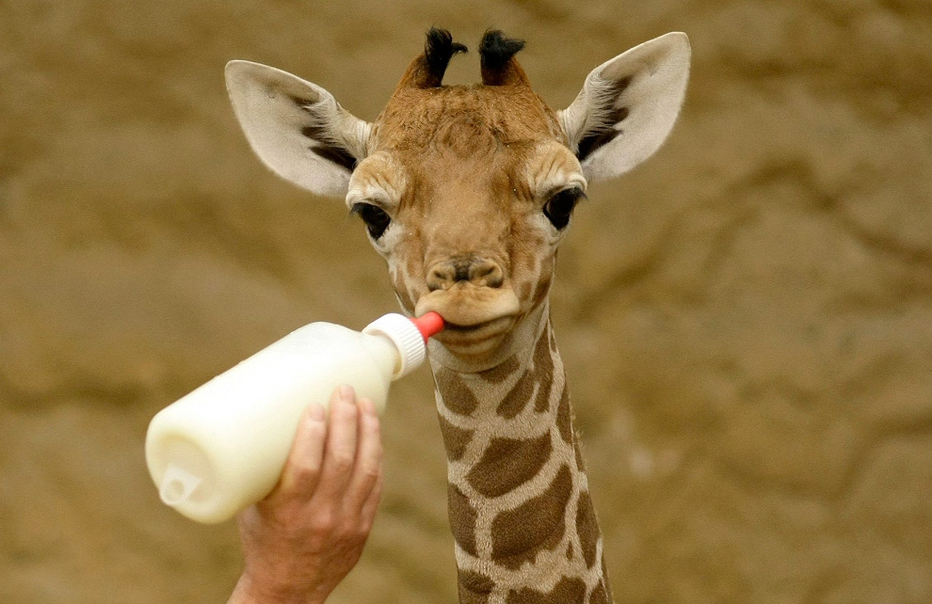 Cute Giraffe Desktop Background Wallpaper : Animal Wallpaper ...