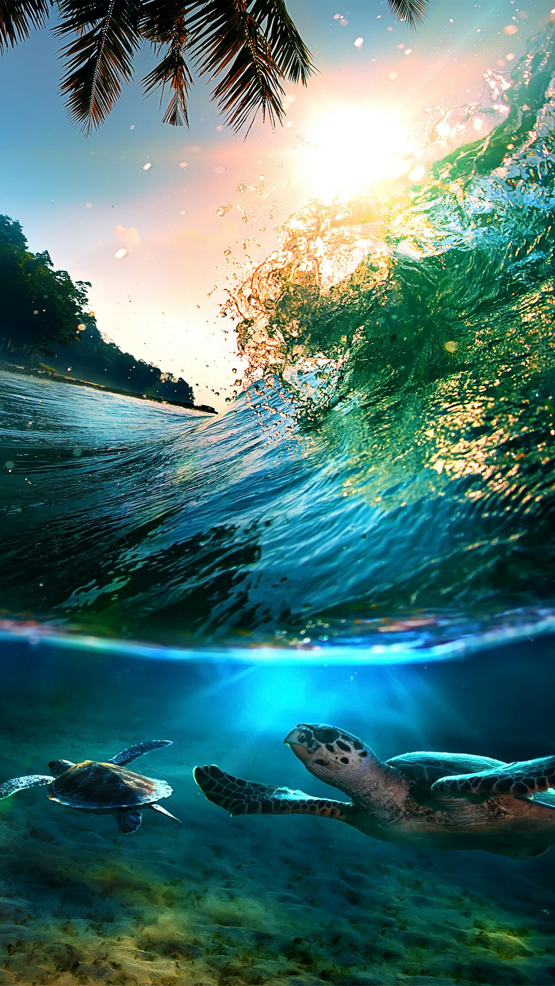 Tropical Sea Island Turtles iPhone 6 Plus HD Wallpaper / iPod ...