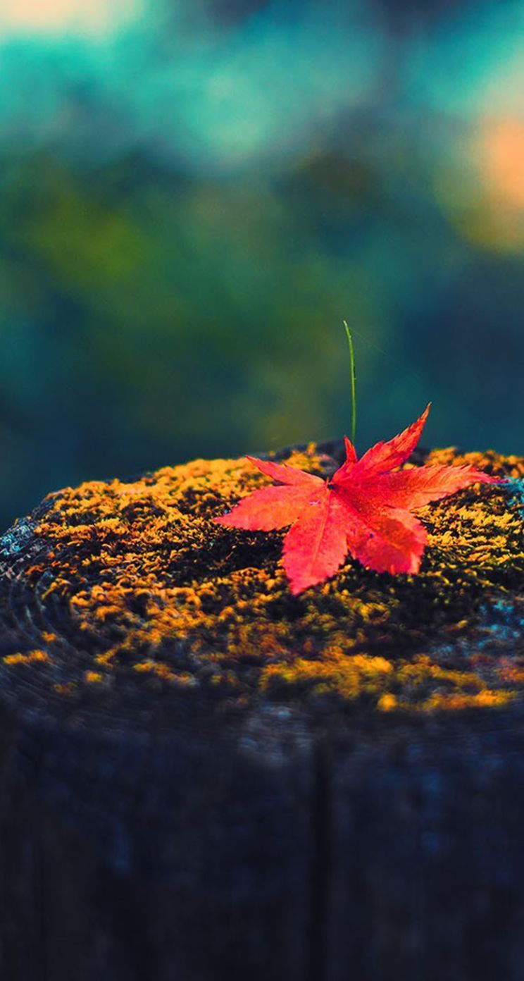autumn iPhone 5s Wallpapers | iPhone Wallpapers, iPad wallpapers ...