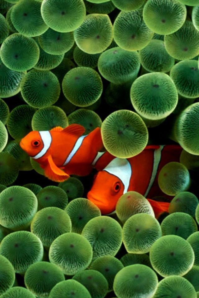 Where can I download the original iPhone clownfish wallpaper