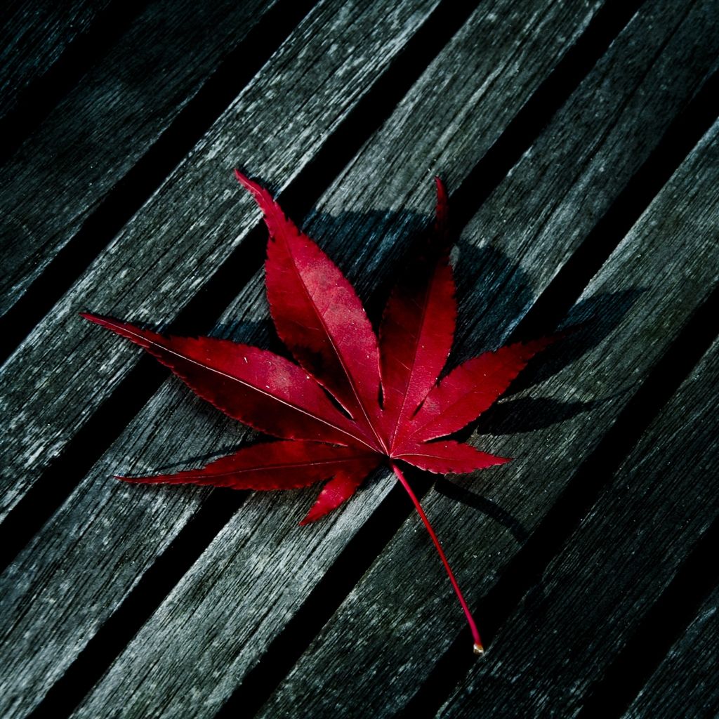 Red Leaf iPad Air Wallpaper Download | iPhone Wallpapers, iPad ...