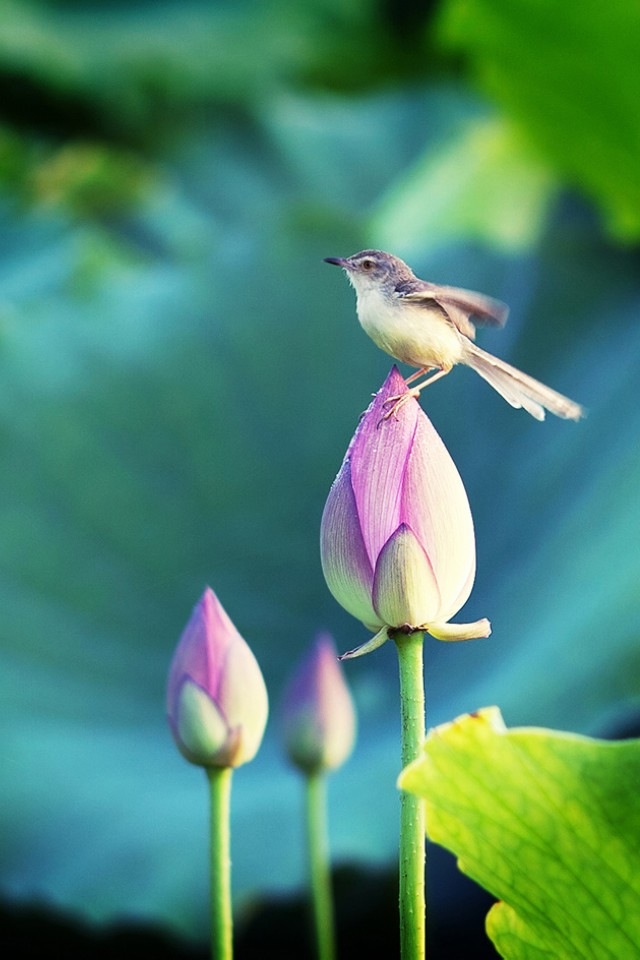 Bird stand in the lotus iPhone 4s Wallpaper Download iPhone