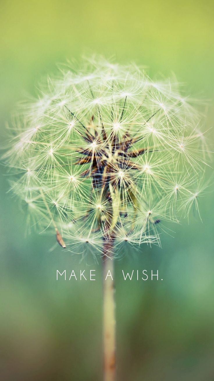 Make A Wish, Dandelion | free iPhone 6 wallpaper downloads ...