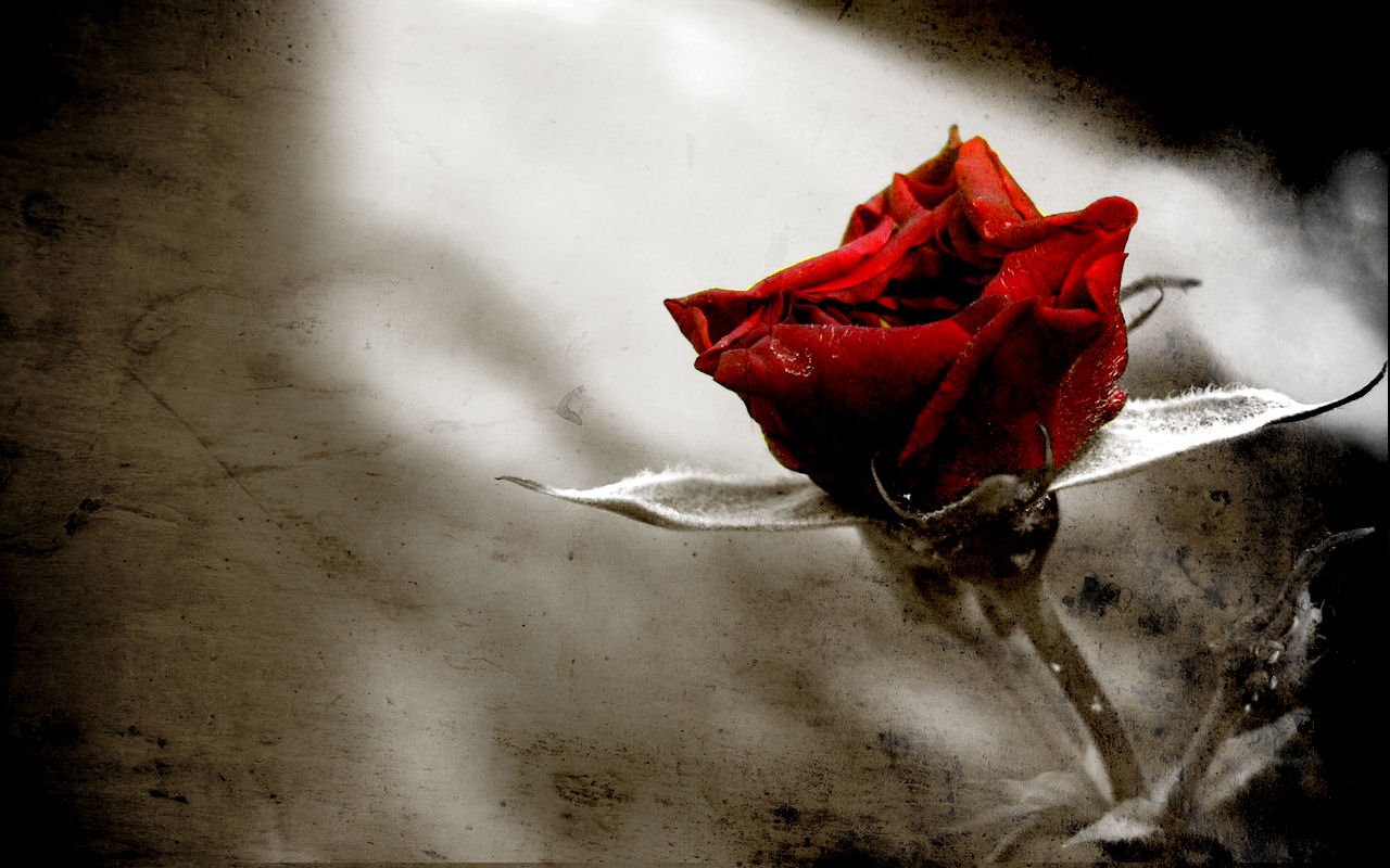 Rose wallpaper for gothic/Emo/scene people - Gothic Photo ...